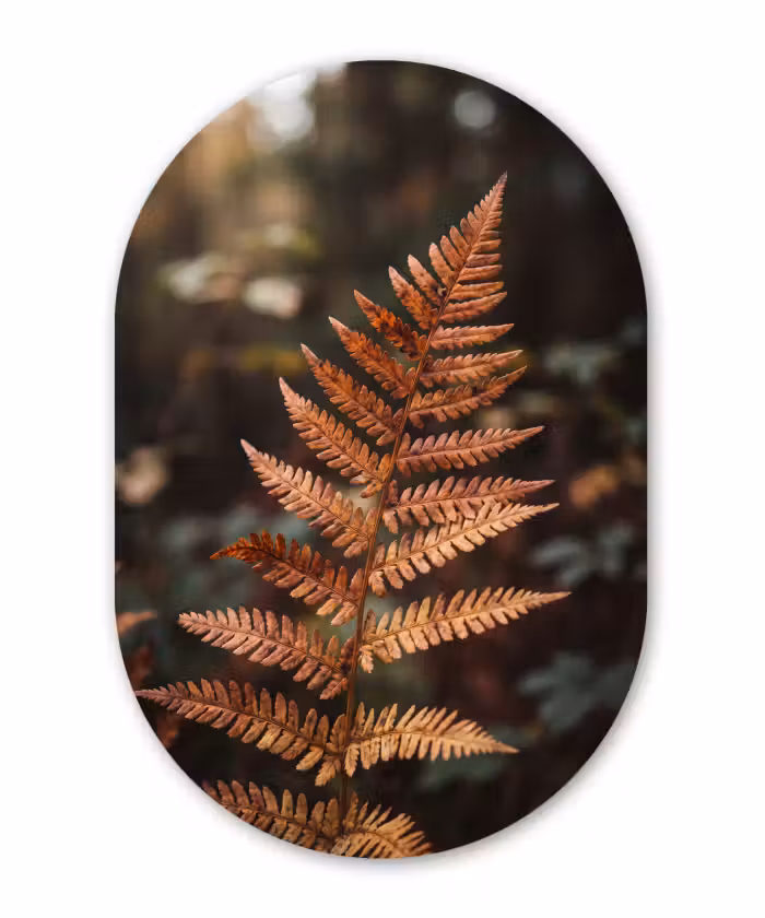 Glasbild Oval - Fahren – Herbst – Natur