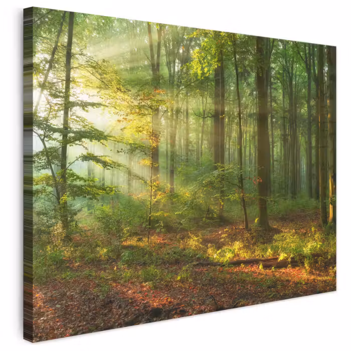 Leinwandbild - Sonne - Wald - Bäume - Natur - Herbst