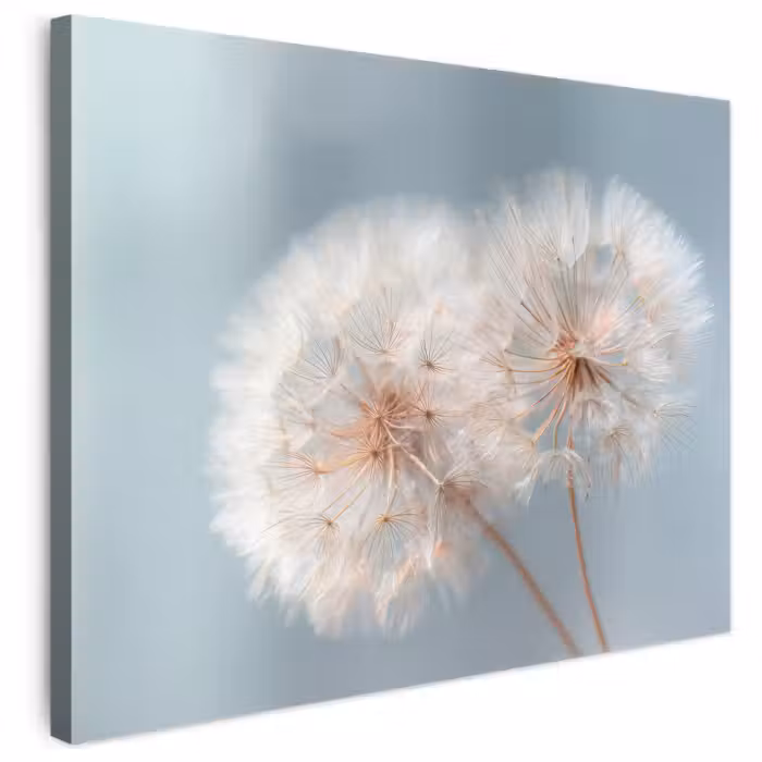 Leinwandbild - Pusteblumen - Flauschig - Weiß