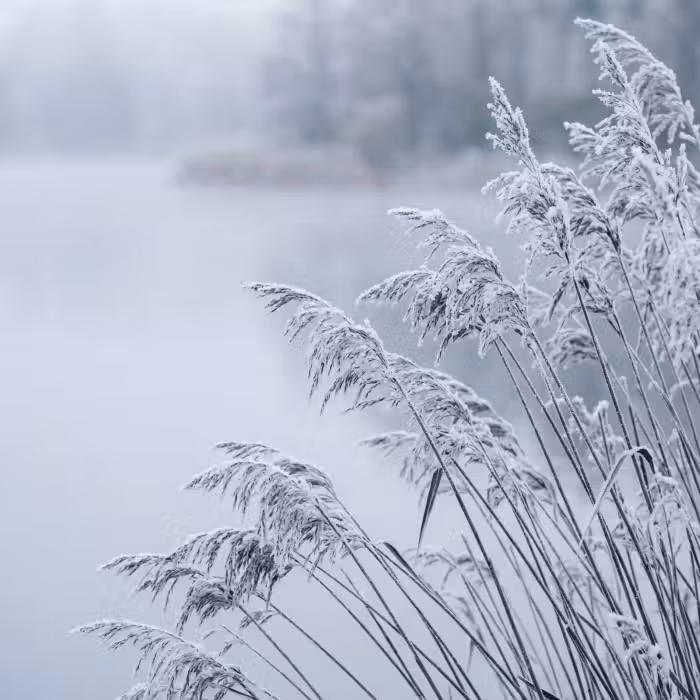 Tapete - Schilf - Gefroren - Winter - Natur