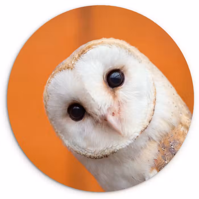 Glasbild Rund - Vogel – Tiere – Nahaufnahme