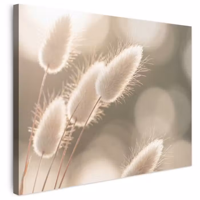 Leinwandbild - Haselschwanzgras - Weiß - Sonnenlicht