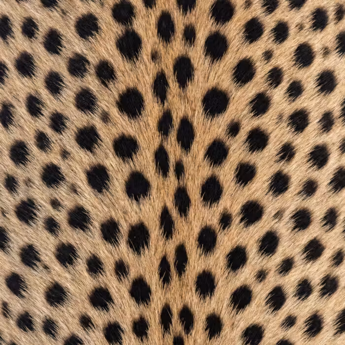Tapete - Mantel - Gepard - Schwarz - Weiß