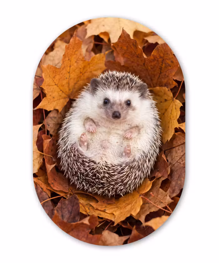 Glasbild Oval - Igel – Herbst – Tiere