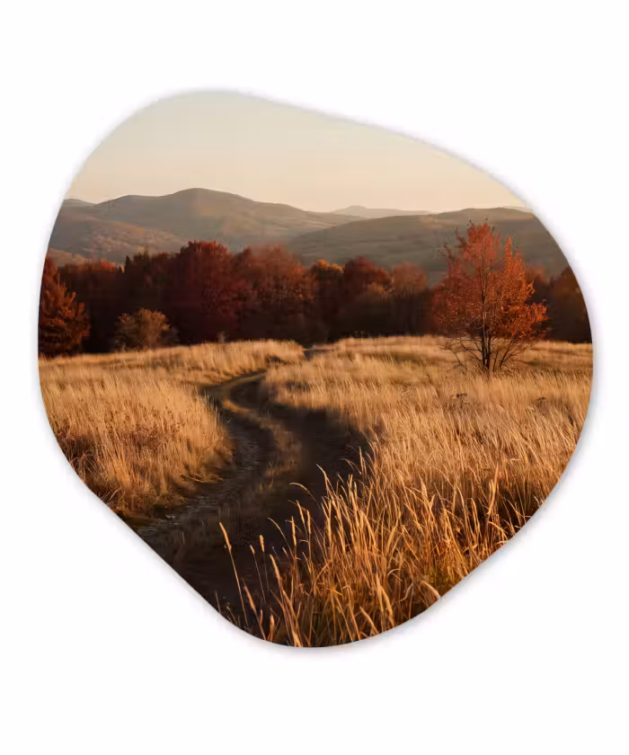 Glasbild Organische Form - Weg – Herbst – Natur