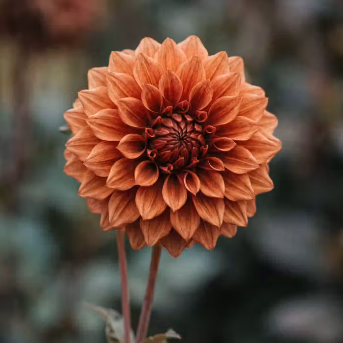 Tapete - Dahlie - Blume - Natur - Atmosphärisch