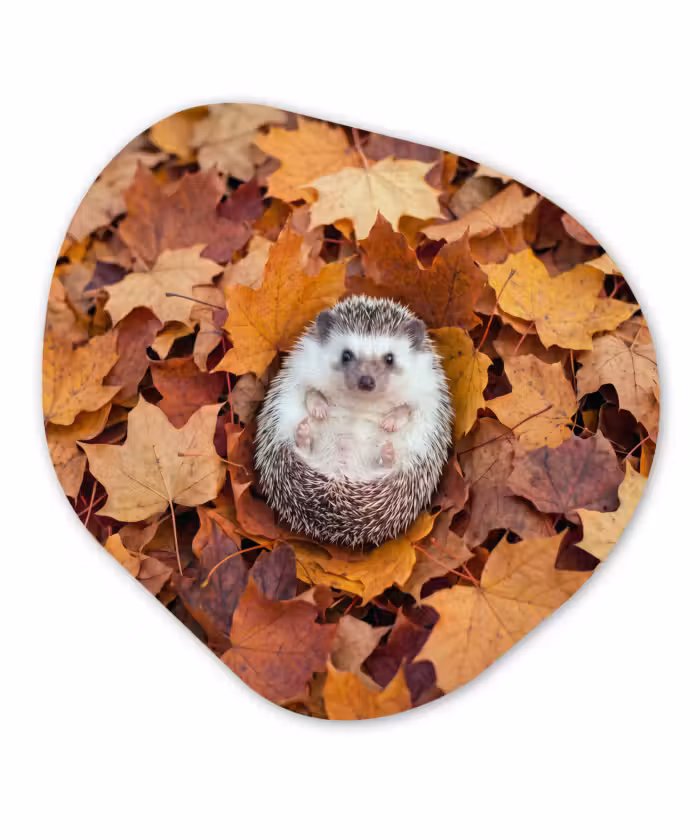 Glasbild Organische Form - Igel – Herbst – Tiere