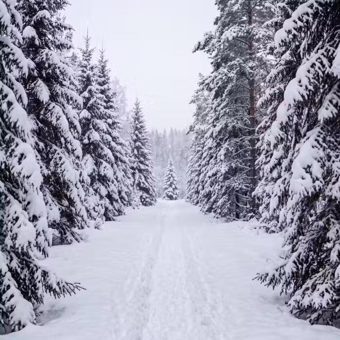 Tapete - Wald - Winter - Schnee - Weg - Natur