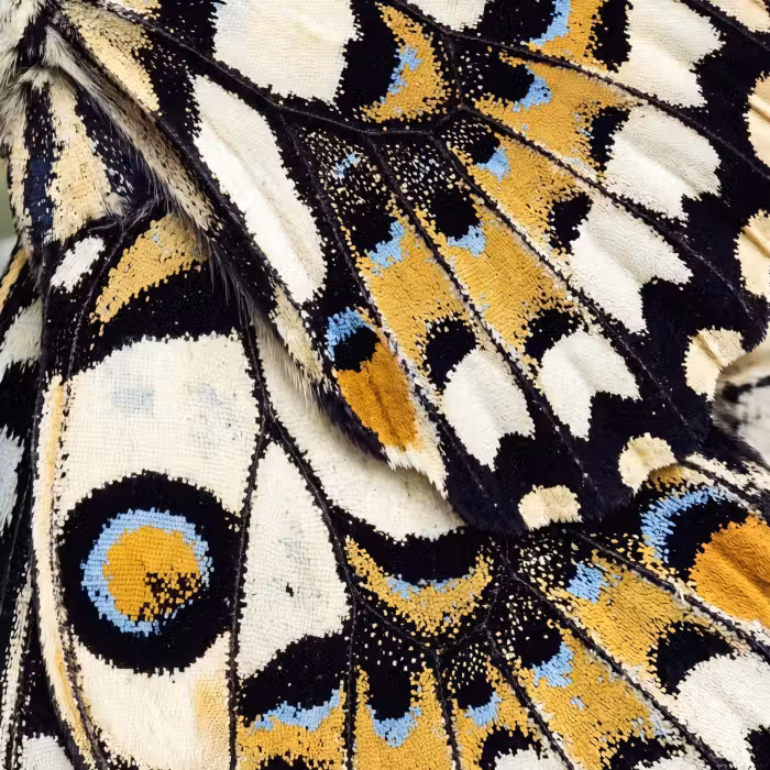 Tapete - Schmetterling - Flügel - Gelb