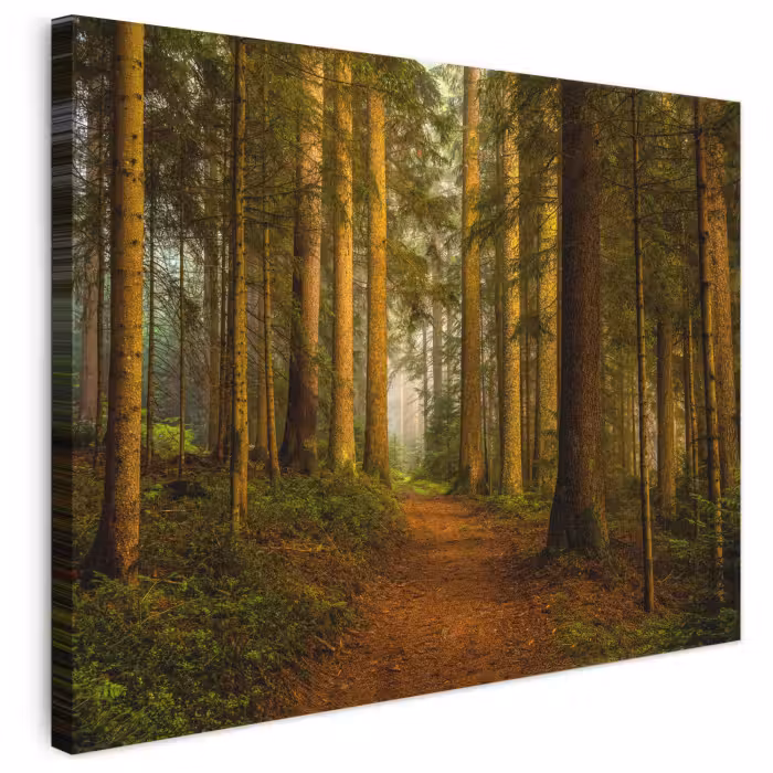 Leinwandbild - Wald - Natur - Bäume - Landschaft - Laub