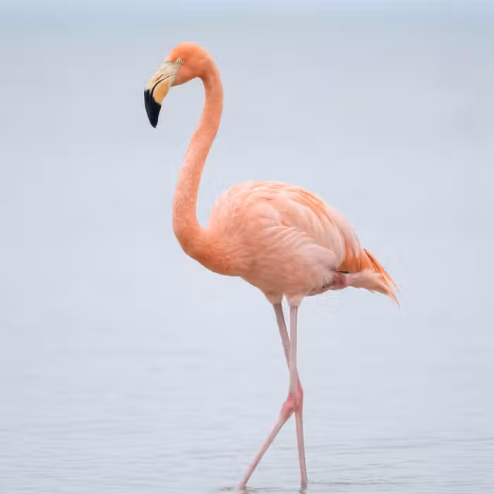 Tapete - Flamingo - Meer - Rosa
