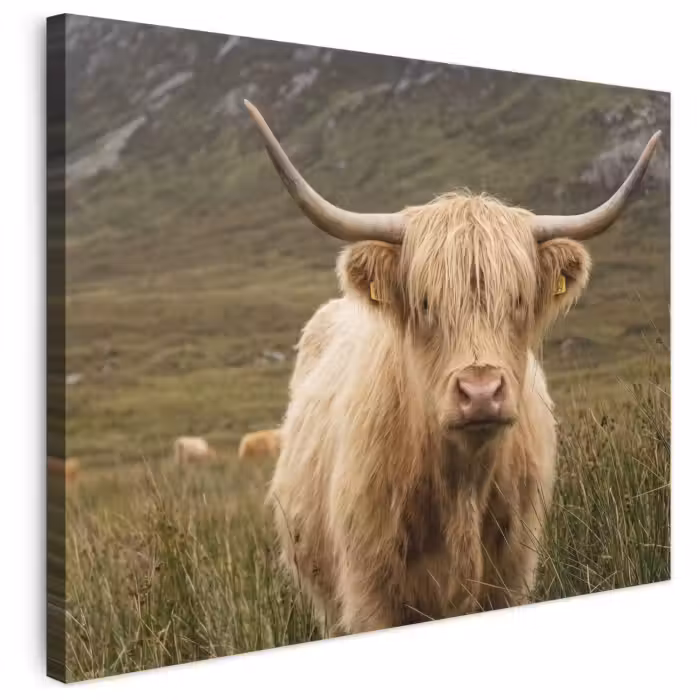 Leinwandbild - Schottischer Hochländer - Bergen - Grasfeld