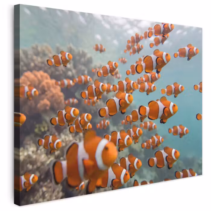 Leinwandbild - Fisch – Schwarm – Unterwasser – Tiere – Orange