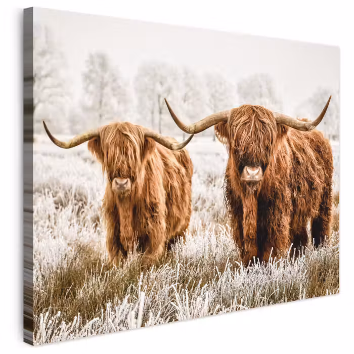 Leinwandbild - Schottischer Hochländer - Kuh - Natur - Winter