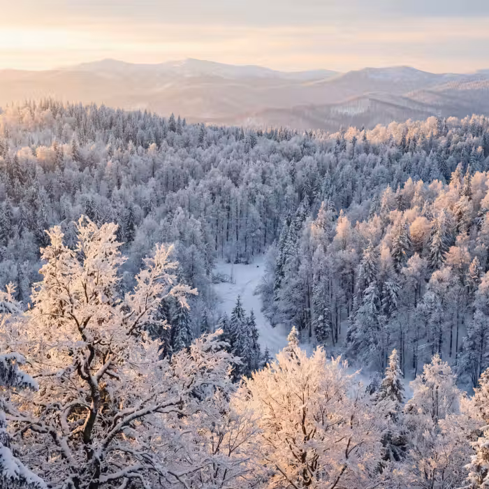Tapete - Wald - Berge - Gold - Winter - Warm