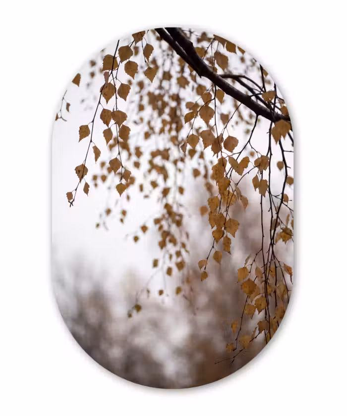 Glasbild Oval - Herbstblatt – Natur – Gelb