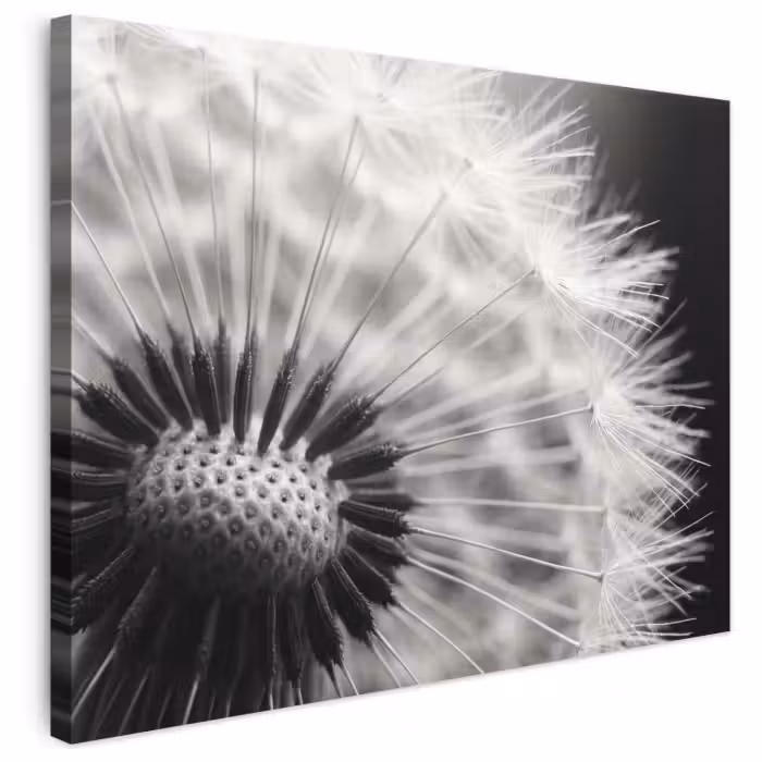 Leinwandbild - Pusteblume - Schwarz - Weiß