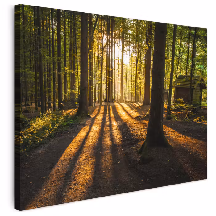 Leinwandbild - Sonne - Bäume - Wald - Landschaft - Natur