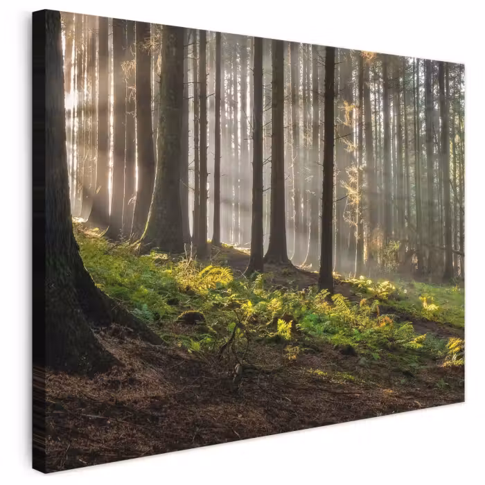 Leinwandbild - Sonne - Äste - Bäume - Wald - Natur