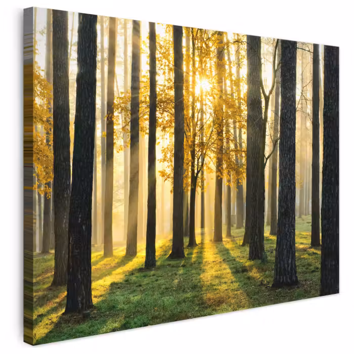 Leinwandbild - Wald - Sonne - Bäume - Gras - Landschaft - Natur