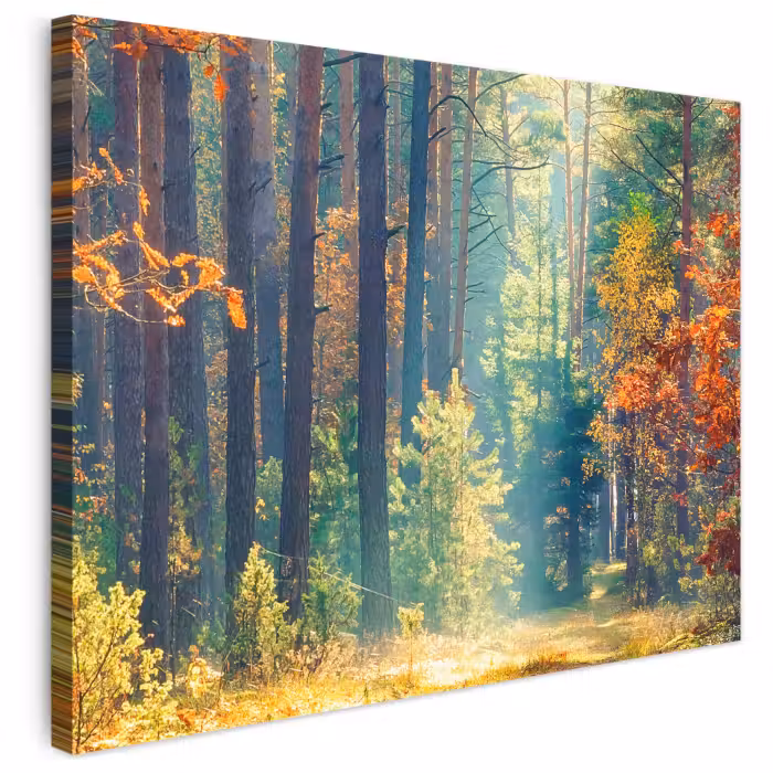 Leinwandbild - Wald - Sonne - Natur - Herbst