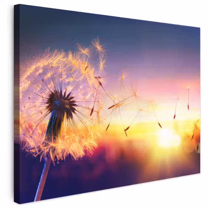 Leinwandbild - Löwenzahn - Blumen - Sonnenuntergang - Horizont - Nacht