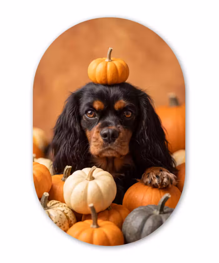 Glasbild Oval - Hund – Kürbis – Herbst