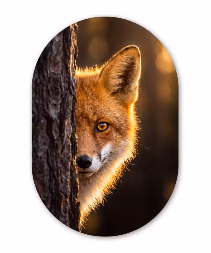 Glasbild Oval - Fuchs – Tiere – Licht