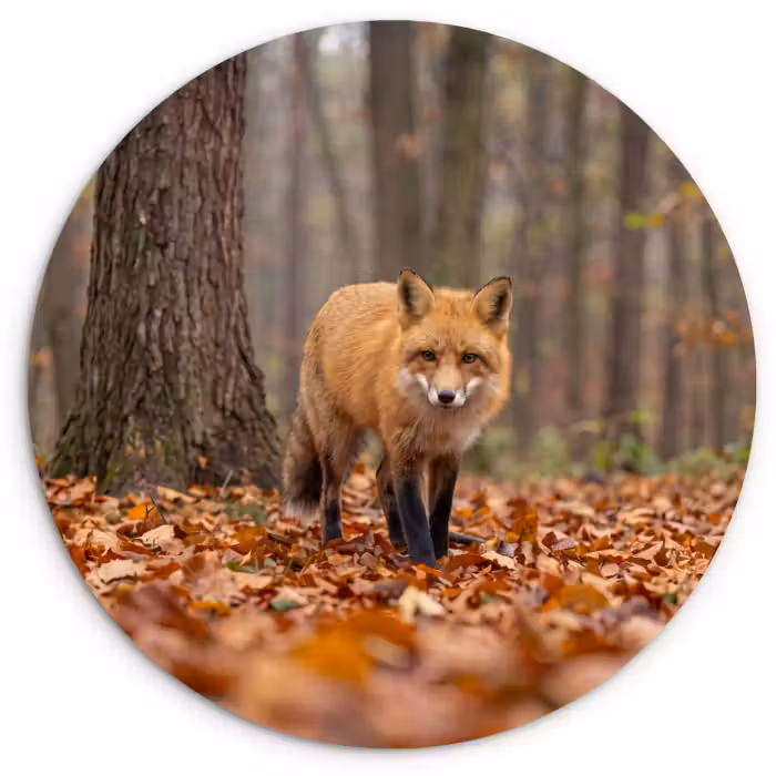 Glasbild Rund - Fuchs – Herbst – Blätter