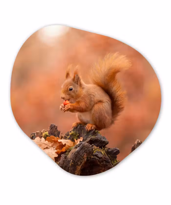 Glasbild Organische Form - Eichhörnchen – Beere – Herbst