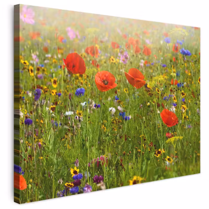 Leinwandbild - Frühling - Blumen - Rot - Mohn - Gras - Grün