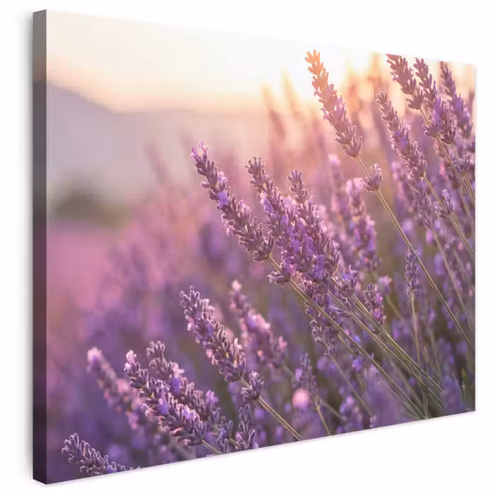 Leinwandbild - Lavendel - Lila - Sonnenlicht
