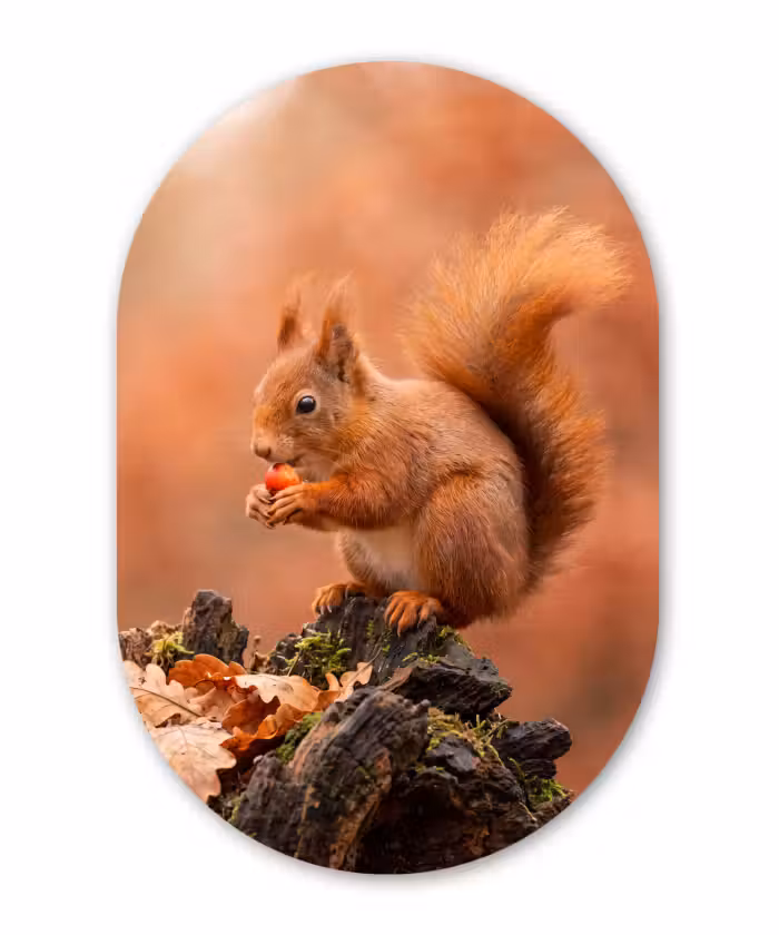 Glasbild Oval - Eichhörnchen – Beere – Herbst