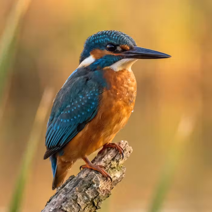 Tapete - Eisvogel - Zweig - Wasser - Bunt - Lebendig