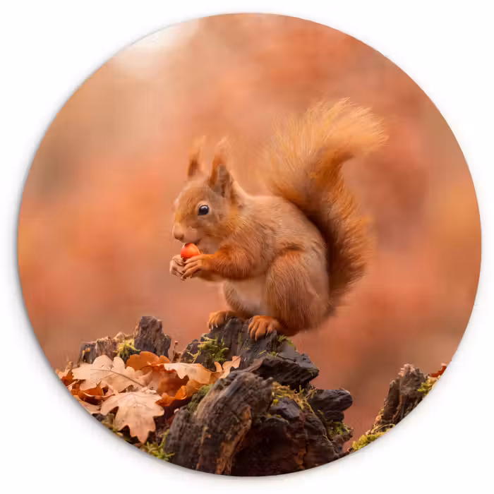 Glasbild Rund - Eichhörnchen – Beere – Herbst