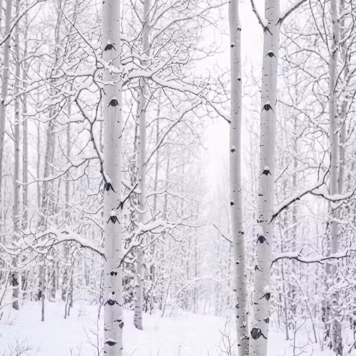 Tapete - Birke - Schnee - Winter - Wald - Weiß