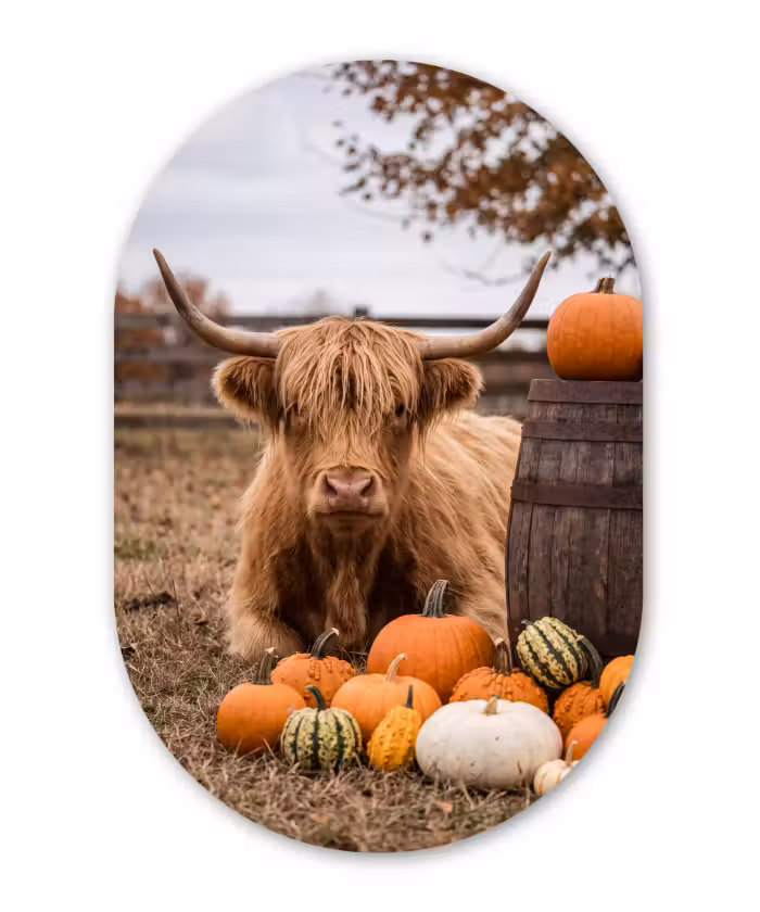 Glasbild Oval - Rind – Kürbis – Herbst