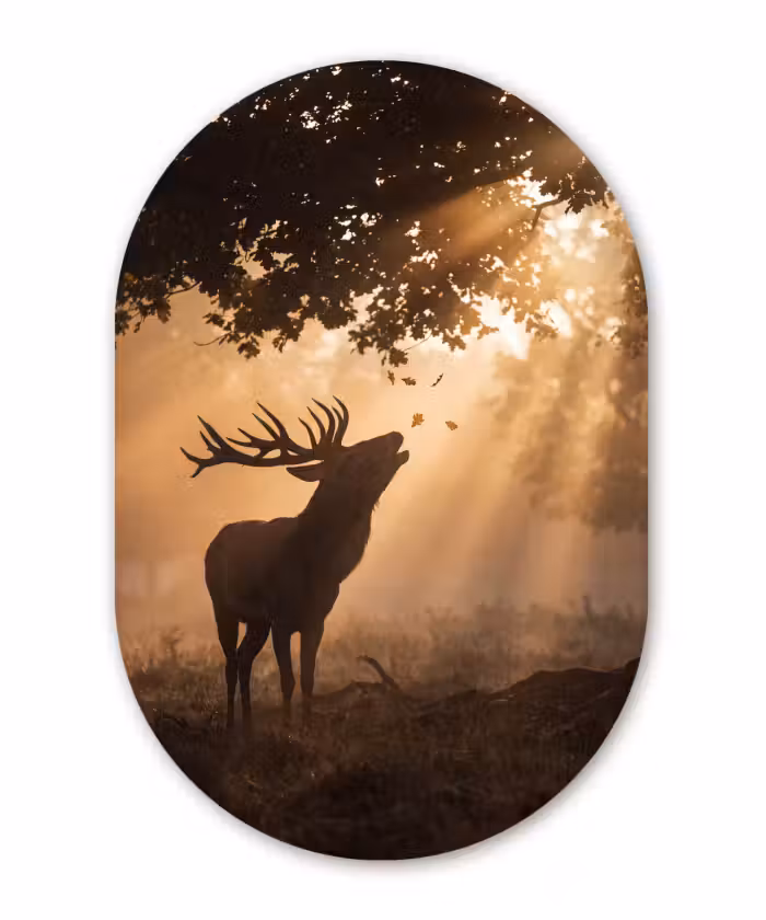 Glasbild Oval - Hirsch – Sonnenstrahlen – Herbst