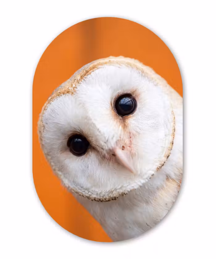 Glasbild Oval - Vogel – Tiere – Nahaufnahme