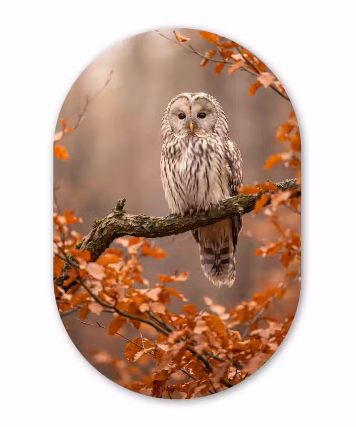 Glasbild Oval - Vogel – Baum – Herbst