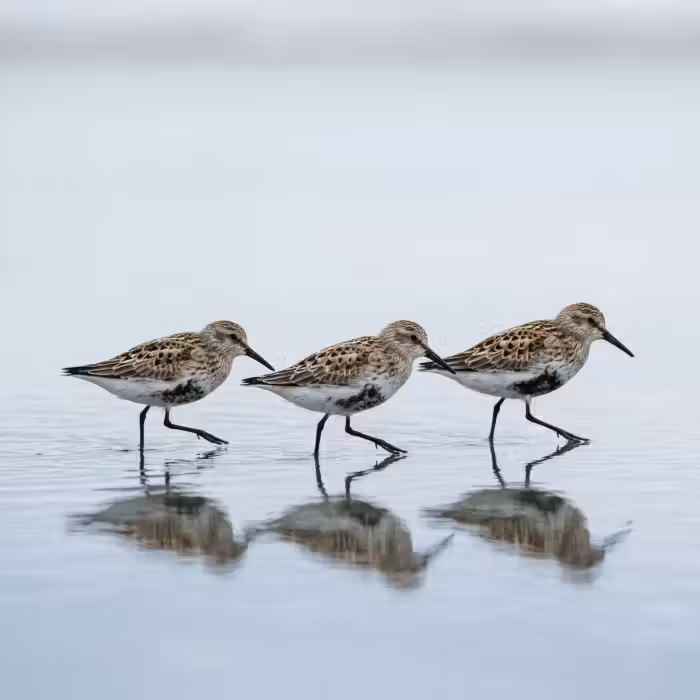 Tapete - Vögel - Wasser - Grau