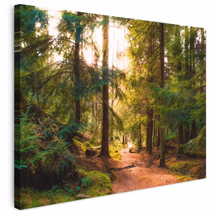 Leinwandbild - Wald - Weg - Bäume - Grün - Sonne - Natur