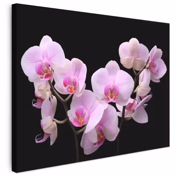 Leinwandbild - Orchidee - Blumen - Rosa - Flora