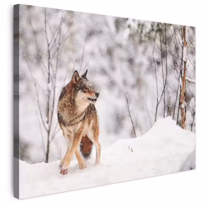 Leinwandbild - Wolf - Winter - Schnee - Natur - Tiere