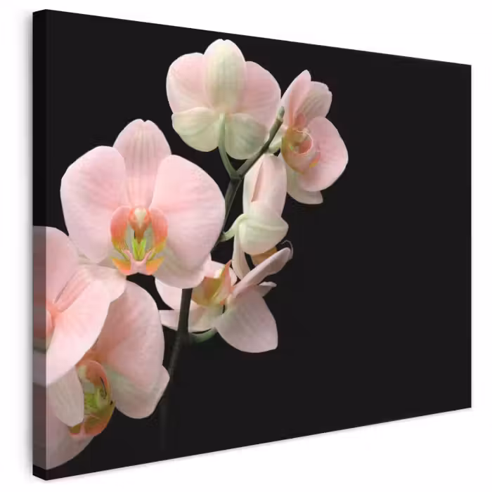 Leinwandbild - Orchidee - Blumen - Rosa - Stilleben - Flora