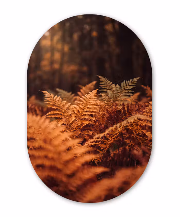 Alu-Dibond-Bild Oval - Pflanzen – Herbst – Wald