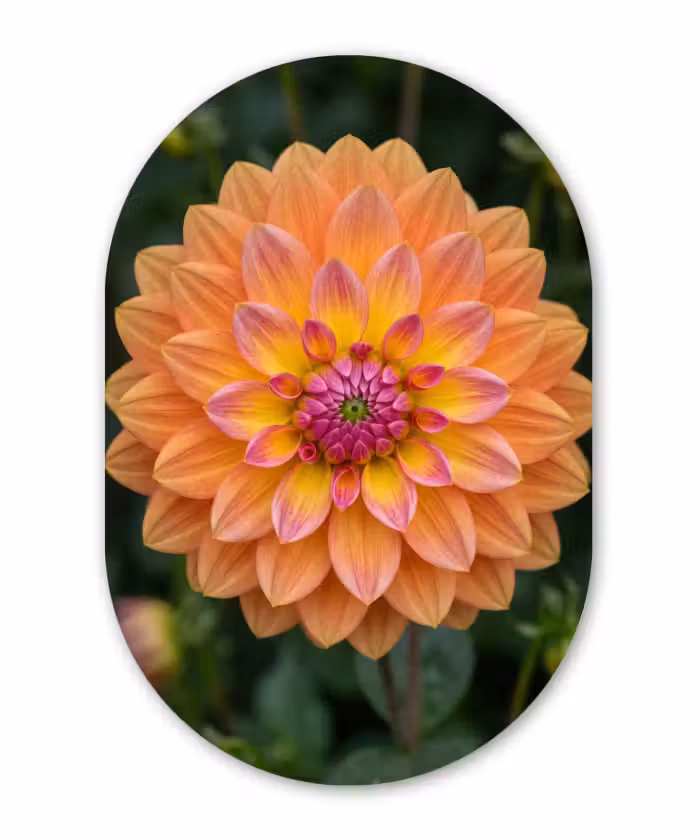 Alu-Dibond-Bild Oval - Dahlie - Blume - Orange