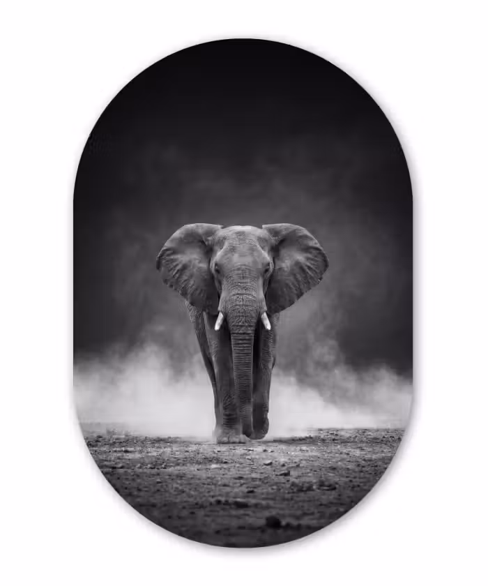 Alu-Dibond-Bild Oval - Elefant - Schwarz - Weiß - Rauch