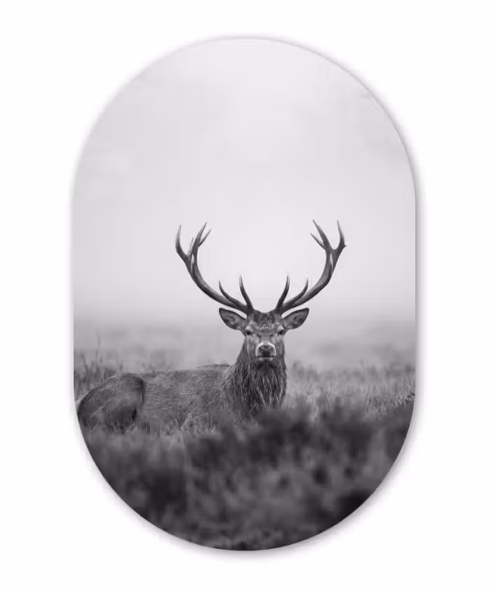 Alu-Dibond-Bild Oval - Hirsch - Neblig - Schwarz - Weiß