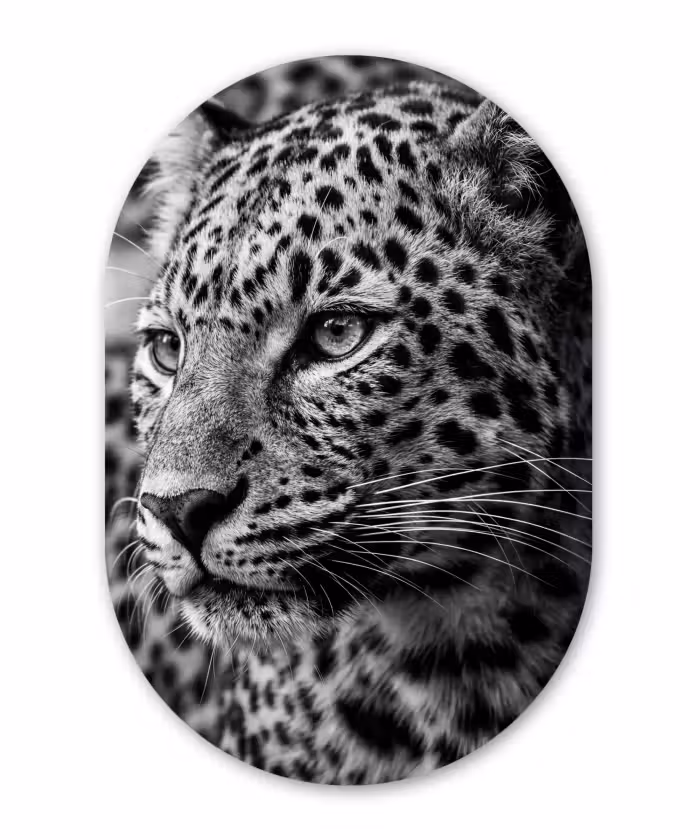 Alu-Dibond-Bild Oval - Leopard - Schwarz - Weiß - Auge